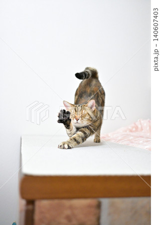 伸びをする猫のポーズ アメリカンショートヘア ブラウンパッチドタビー 伸びをする猫のポーズ アメリカンショートヘア ブラウンパッチドタビー 140607403