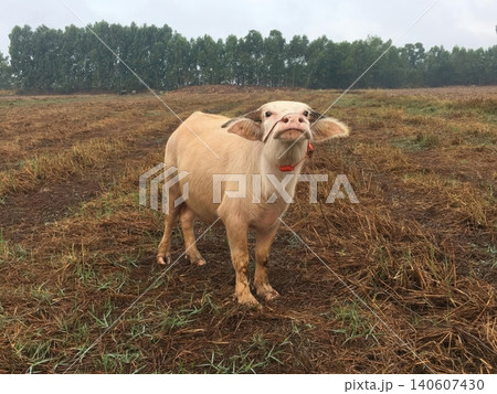 Rare albino water buffalo calf standing in a harvested field in rural Thailand Rare albino water buffalo calf standing in a harvested field in rural Thailand 140607430