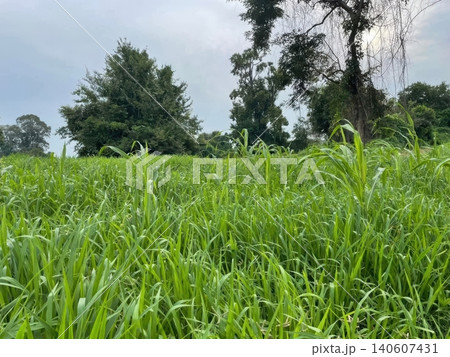 Lush Green Fodder Grass Field in Rural Countryside Under Cloudy Sky Lush Green Fodder Grass Field in Rural Countryside Under Cloudy Sky 140607431