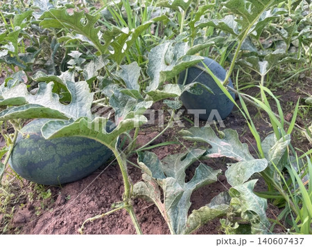 Fresh Green Watermelons Growing in Organic Farm Field with Vines 140607437