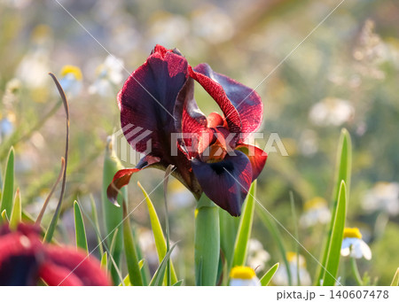Iris purple (lat. - Iris atrofusca), endemic in the Israel 140607478