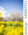 菜の花と桜と青空と白い雲 140607521