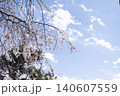 青空に映えるしだれ桜 140607559