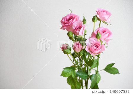 ピンクの薔薇 140607582