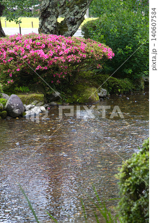 川面が引き立てる鮮やかなピンク色のサツキ 140607584