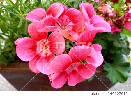鮮やかなピンク色のゼラニウムが咲く鉢植えの花 140607613