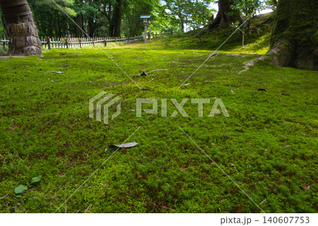 兼六園に敷かれた苔の絨毯 兼六園に敷かれた苔の絨毯 140607753