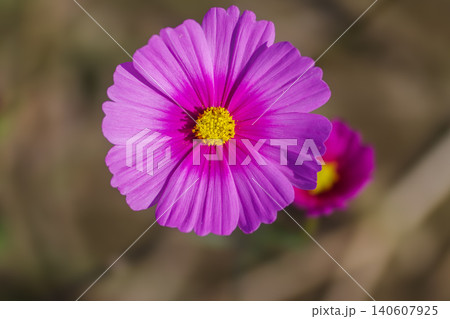 秋のお花畑に咲くピンクのコスモスの花アップで 秋のお花畑に咲くピンクのコスモスの花アップで 140607925