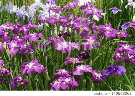 皇居東御苑 満開に咲き誇る色鮮やかな紫の花菖蒲の群生 140608062