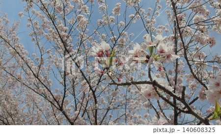春の陽気に包まれた美しい桜の花と青空のコントラスト 春の陽気に包まれた美しい桜の花と青空のコントラスト 140608325