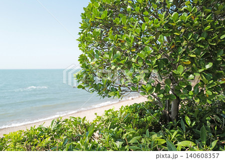 Lush green foliage frames a serene view of the ocean and sandy beach with blue sky 140608357