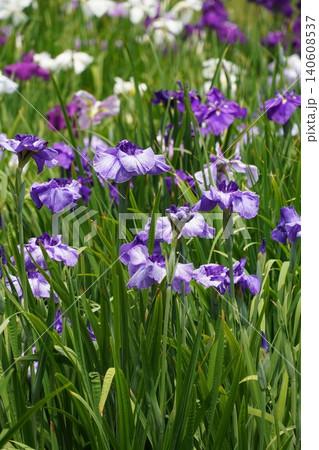 【縦位置】皇居東御苑 美しい筋模様が入った薄紫の花菖蒲（スマホ向け背景素材） 140608537