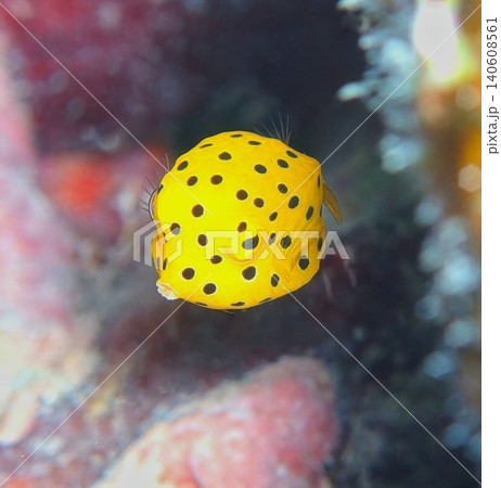 黄色いミナミハコフグ幼魚　おちょぼ口　アップ 140608561
