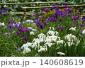皇居東御苑 竹垣を背景に咲き誇る色鮮やかな花菖蒲 皇居東御苑 竹垣を背景に咲き誇る色鮮やかな花菖蒲 140608619