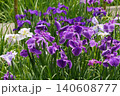 皇居東御苑 白い縁取りが美しい鮮やかな紫の花菖蒲の群生 皇居東御苑 白い縁取りが美しい鮮やかな紫の花菖蒲の群生 140608777