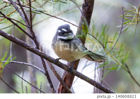 A Superb Fairywren sitting in a tree in a forest in the Blue Mountains 140608821