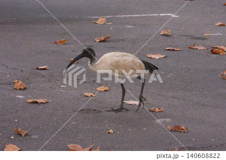 An Ibis bird walking in a carpark while searching for food An Ibis bird walking in a carpark while searching for food 140608822
