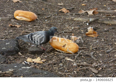 A grey pigeon eating a bread roll in a shopping centre carpark A grey pigeon eating a bread roll in a shopping centre carpark 140608825