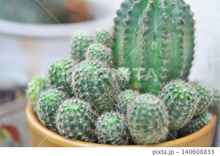 Echinopsis calochlora, Goloden Echinopsis calochlora or cactus or succulent Echinopsis calochlora, Goloden Echinopsis calochlora or cactus or succulent 140608833