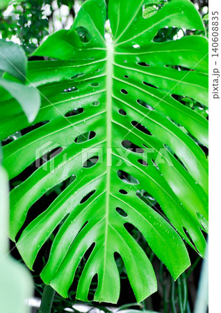 Monstera, Hurricane plant or Swiss cheese plant and rain drop Monstera, Hurricane plant or Swiss cheese plant and rain drop 140608835