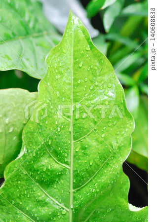Anthurium Renaissance or Anthurium Renaissance leaf ,leaves or Anthurium leaf and rain droplet 140608838