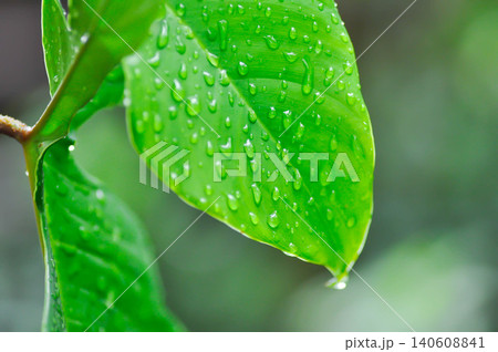 Philodendron pedatum Glad Hands or ARACEAE , Philodendron plant and rain droplet Philodendron pedatum Glad Hands or ARACEAE , Philodendron plant and rain droplet 140608841
