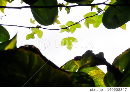 maple leaf, maple leaves or green leaf or Acer saccharum Marsh maple leaf, maple leaves or green leaf or Acer saccharum Marsh 140608847