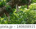日比谷公園 新緑のイチョウから垂れ下がる不思議な気根(乳イチョウ) 日比谷公園 新緑のイチョウから垂れ下がる不思議な気根(乳イチョウ) 140608915