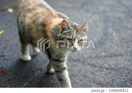 道路を歩く野良猫 道路を歩く野良猫 140608921