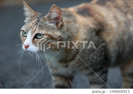 何かを見つめながら歩く野良猫 何かを見つめながら歩く野良猫 140608923