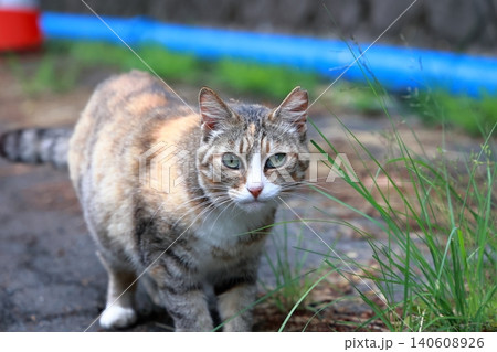 道端の草と野良猫 140608926