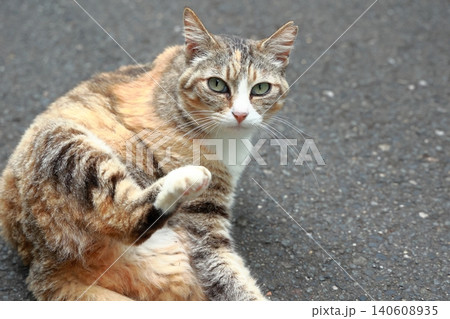 寝転がりながらこちらを見つめる野良猫 寝転がりながらこちらを見つめる野良猫 140608935