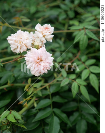 花 フラワー お花 140609025