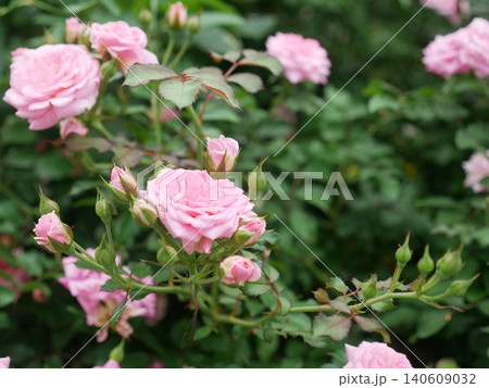 花 フラワー お花 140609032