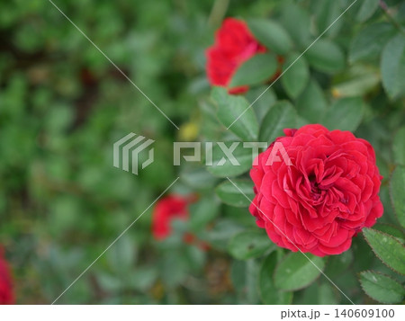 花 フラワー お花 140609100