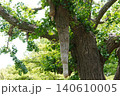 日比谷公園 巨木からダイナミックに垂れ下がるイチョウの気根 日比谷公園 巨木からダイナミックに垂れ下がるイチョウの気根 140610005