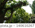 日比谷公園 青空に枝を伸ばす生命力あふれる乳イチョウと気根 日比谷公園 青空に枝を伸ばす生命力あふれる乳イチョウと気根 140610267