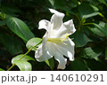 日比谷公園 初夏の強い日差しを浴びて凛と咲く純白の白百合 日比谷公園 初夏の強い日差しを浴びて凛と咲く純白の白百合 140610291