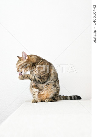 猫の毛繕いーアメリカンショートヘア　ブラウンタビー 140610442