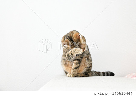 猫の毛繕いーアメリカンショートヘア ブラウンタビー 猫の毛繕いーアメリカンショートヘア ブラウンタビー 140610444