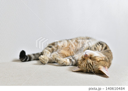 昼寝する猫のリラックスした表情 昼寝する猫のリラックスした表情 140610484