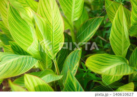 斑入りの葉のボタニカル背景テクスチャ 斑入りの葉のボタニカル背景テクスチャ 140610627