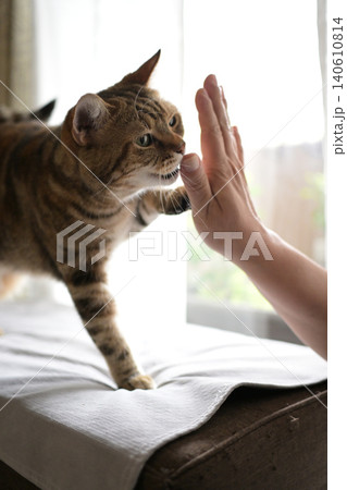 ハイタッチで挨拶する猫 140610814