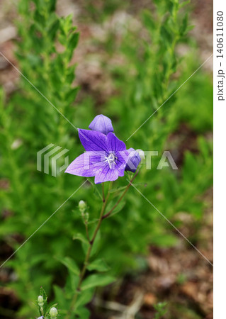 キキョウの花 キキョウの花 140611080