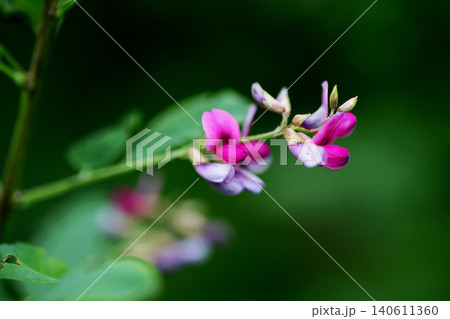 ハギの花 ハギの花 140611360