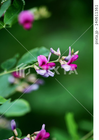ハギの花 140611361