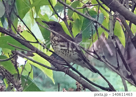 枝に止まっているクロツグミ。 枝に止まっているクロツグミ。 140611463