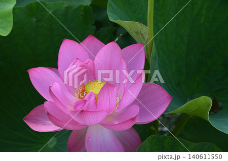 花托と花びらの質感が美しいピンクの蓮の花(クローズアップ) 花托と花びらの質感が美しいピンクの蓮の花(クローズアップ) 140611550