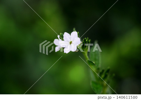 ムラサキの花 ムラサキの花 140611580