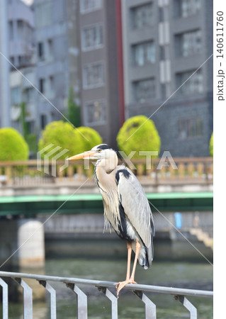 中之島の青鷺 中之島の青鷺 140611760